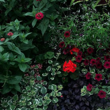 Bahçedeki güzel çiçekler