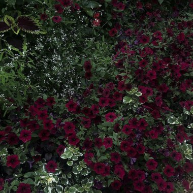 Bahçedeki güzel çiçekler