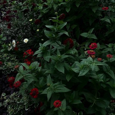 Bahçedeki kırmızı çiçekler.