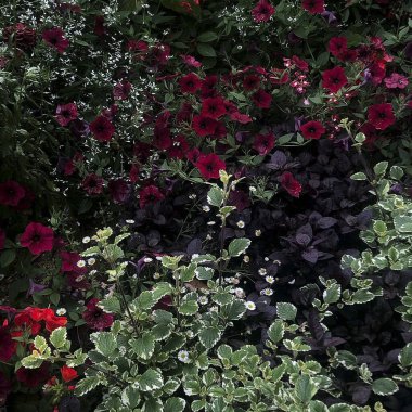 Bahçedeki güzel çiçekler