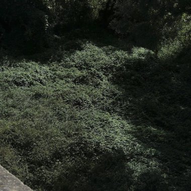 Ormanın güzel manzarası