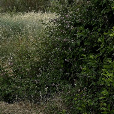 yeşil çimenler ve ağaçlar