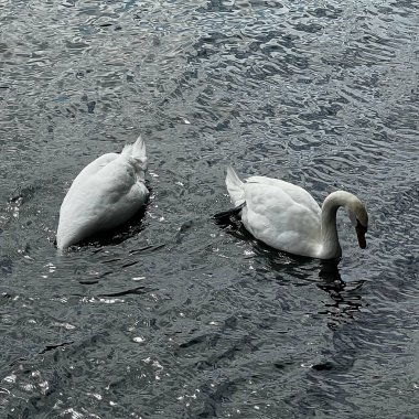 siyah bir arka plan üzerinde beyaz bir kuğu