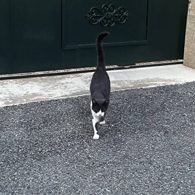 sokakta yürürken siyah kedi