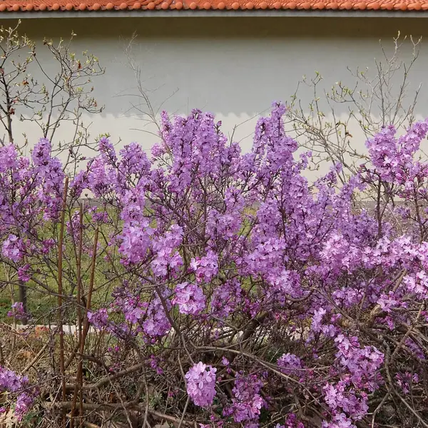 Bahçedeki güzel çiçekler