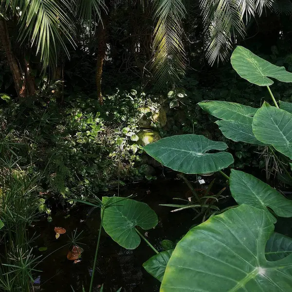 Bahçedeki yeşil bitkiler