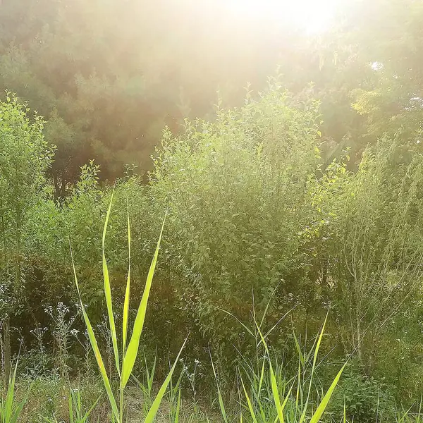 Ormanda yeşil çimenler