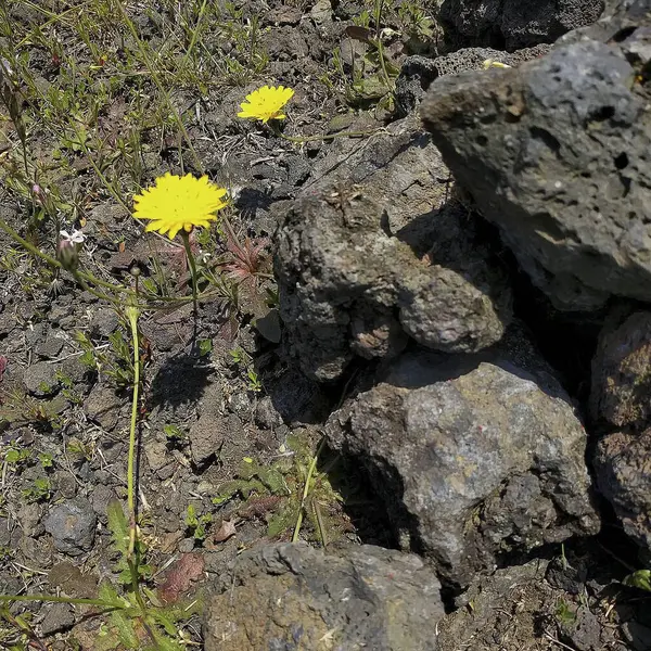 Bahçedeki sarı çiçek