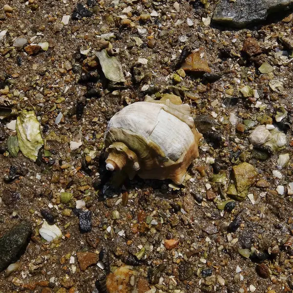 Hollanda 'nın kuzeyindeki Heldensia adasının kuzey kıyısındaki kumlu bir sahilde deniz kabukları kapanıyor.