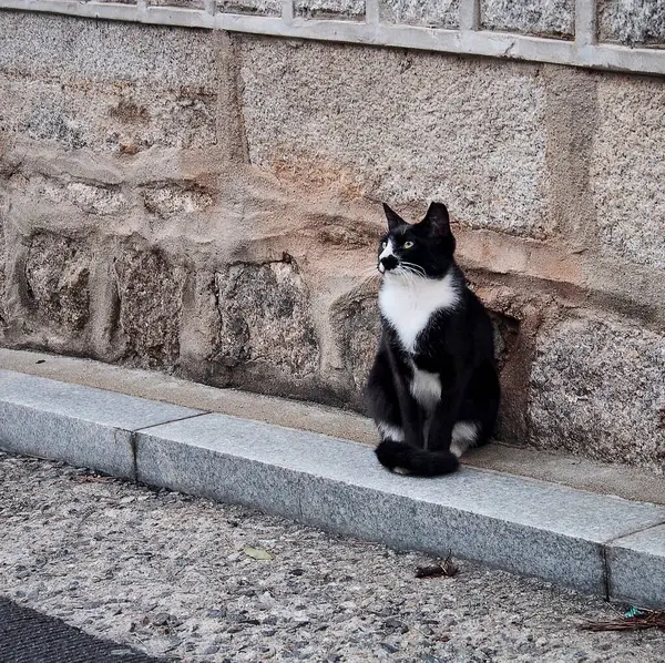 Sokakta oturan bir kedi.