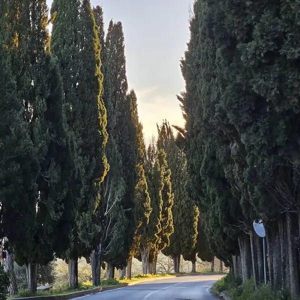 Parkın güzel manzarası