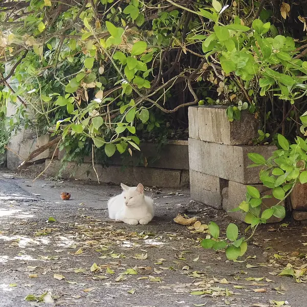 Sokaktaki sevimli kedi yavrusu.