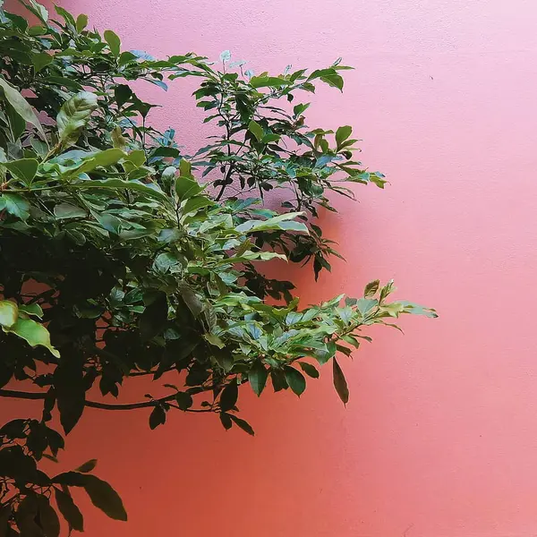 Bahçede yeşil yapraklar