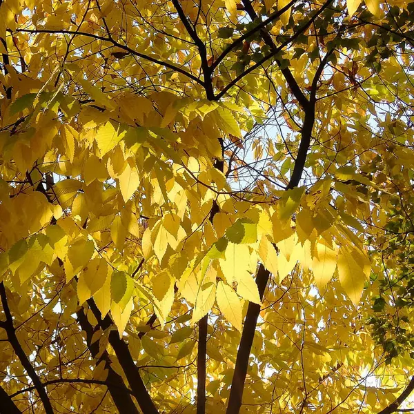 Sonbahar yaprakları, sonbahar bitkileri