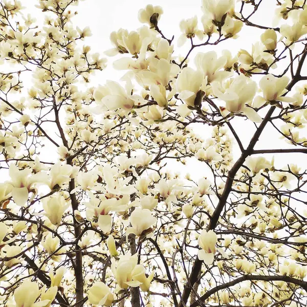 Bahçedeki güzel çiçekler