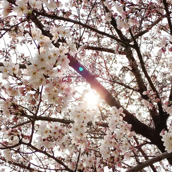 İlkbaharda kiraz çiçeği