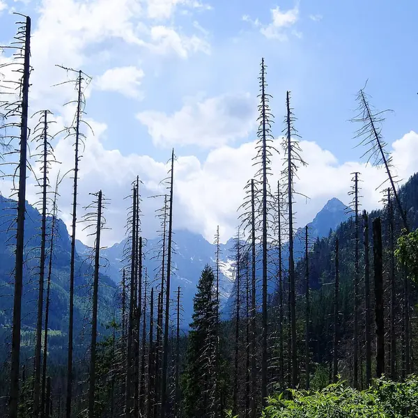 Dağları ve ormanı olan güzel bir manzara.