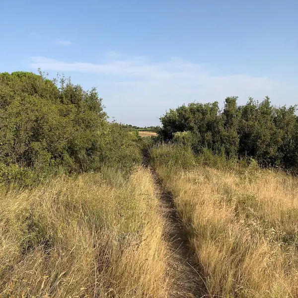 Kırsaldaki ormanın güzel bir görüntüsü.