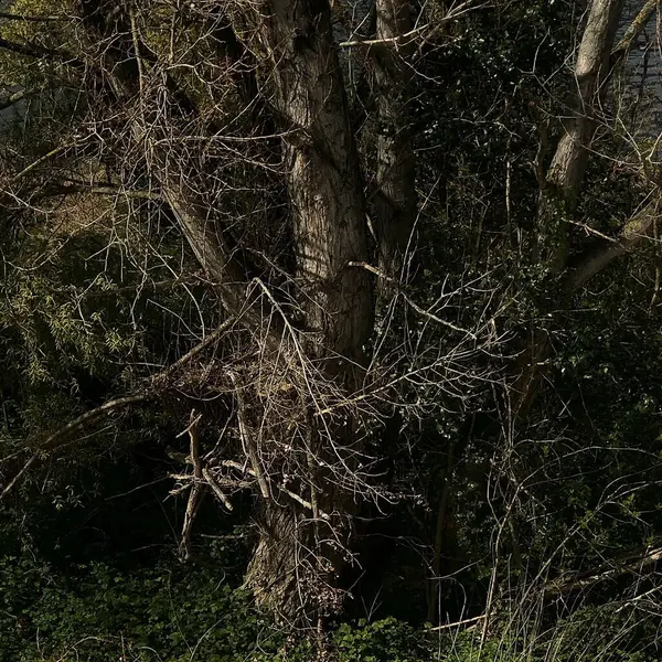 Ormandaki bir ağaç gövdesinin yakın çekimi.