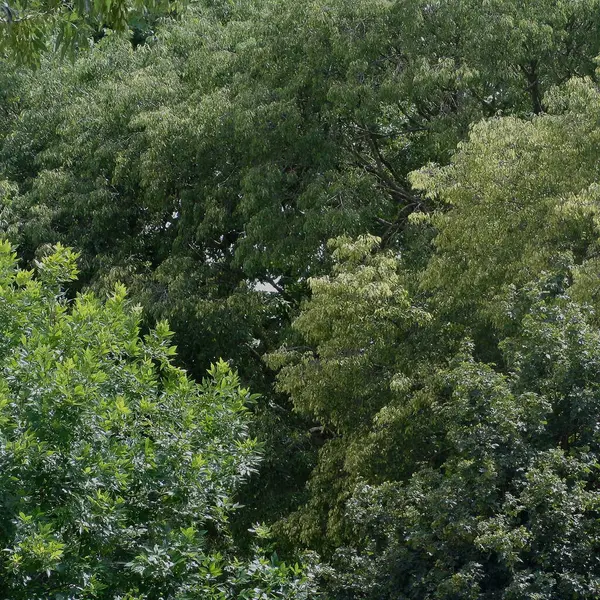 Parktaki güzel yeşil ağaçlar