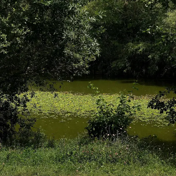 Yeşil gölet, doğa, bitki örtüsü