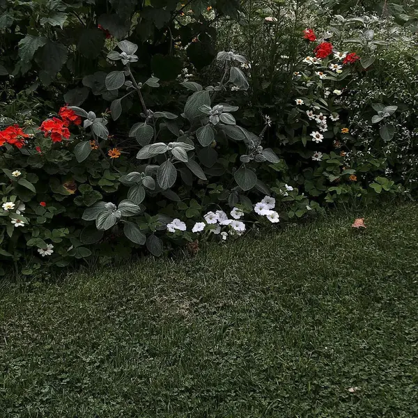 Bahçedeki güzel çiçekler