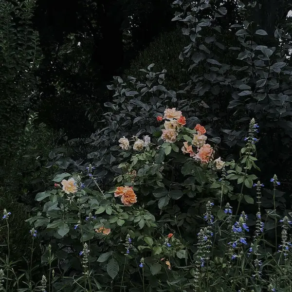 Güzel botanik fotoğrafı, doğal duvar kağıdı.