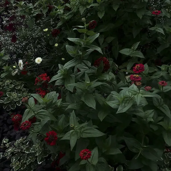 Bahçedeki kırmızı çiçekler.