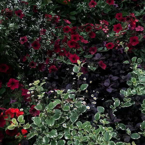 Bahçedeki güzel çiçekler