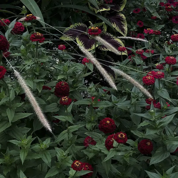 Güzel botanik fotoğrafı, doğal duvar kağıdı.