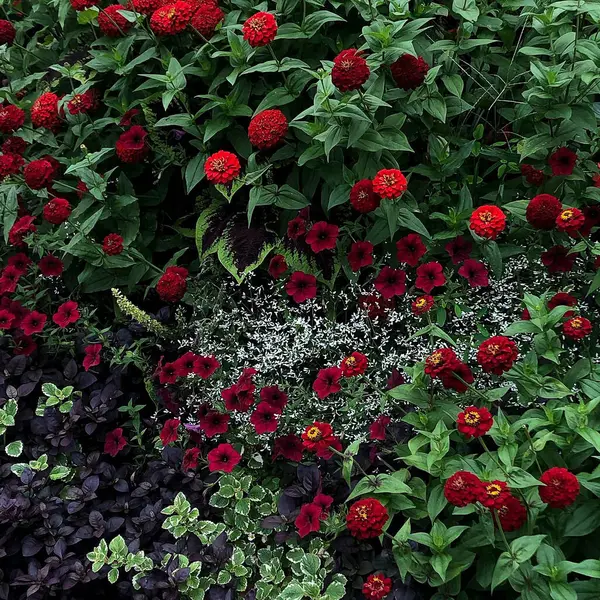 Dışarıda yetişen güzel çiçekler. yaz konsepti