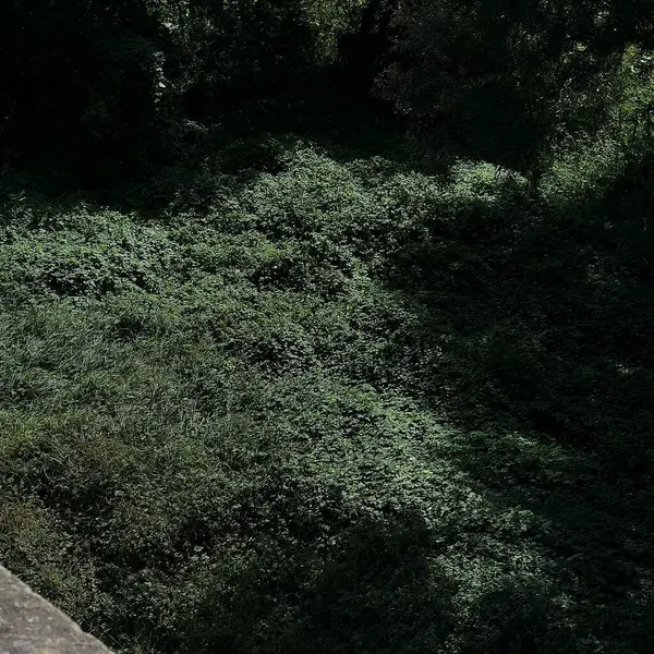 Ormanın güzel manzarası