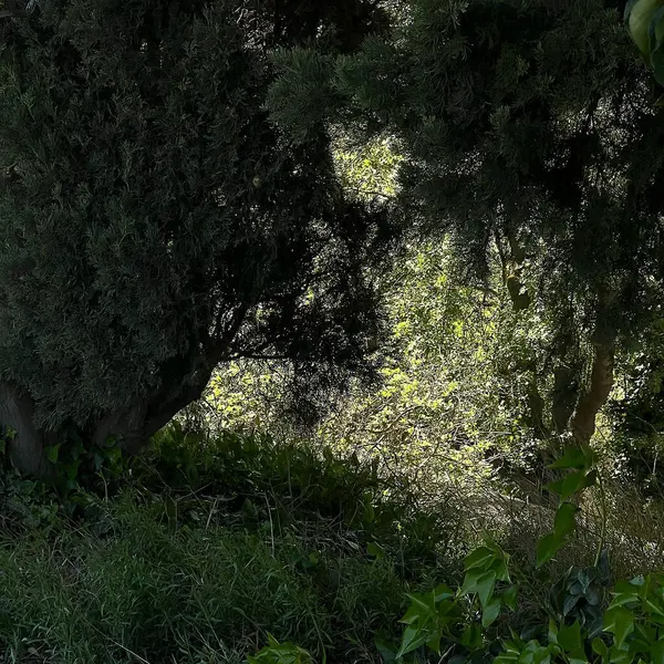 Ormanda yeşil yapraklar, doğa ve bitki örtüsü