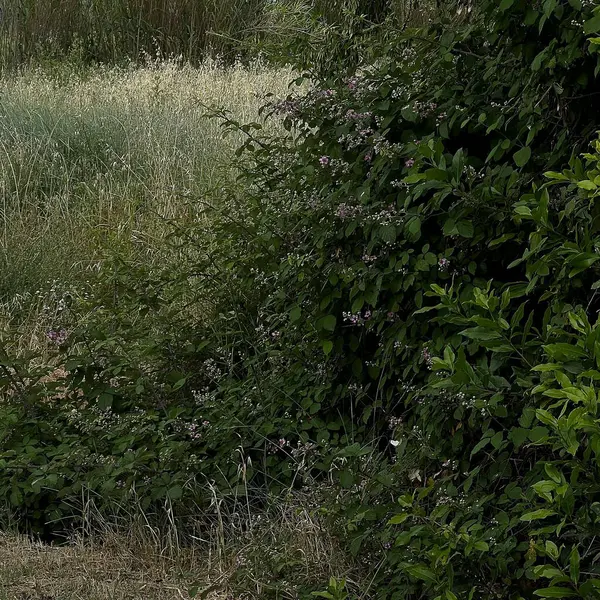 yeşil çimenler ve ağaçlar