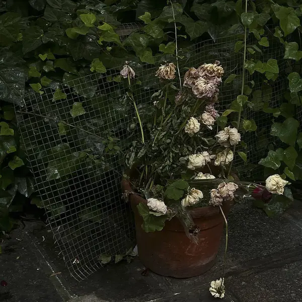 Güzel botanik fotoğrafı, doğal duvar kağıdı.