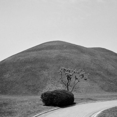 Toskana, İtalya kırsalındaki yalnız bir ağacın dikey görüntüsü.