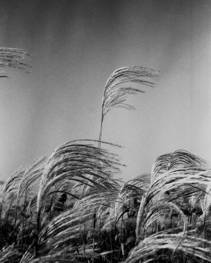 Güzel botanik fotoğrafı, doğal duvar kağıdı.