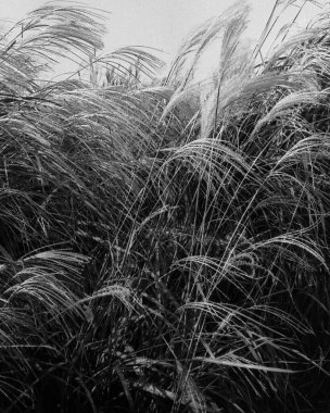 Doğal manzaranın güzel manzarası