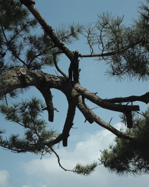 Çam ağacı dalları, orman doğası bitki örtüsü