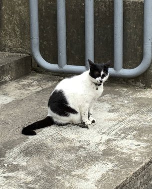 Kedi sokakta oturuyor.