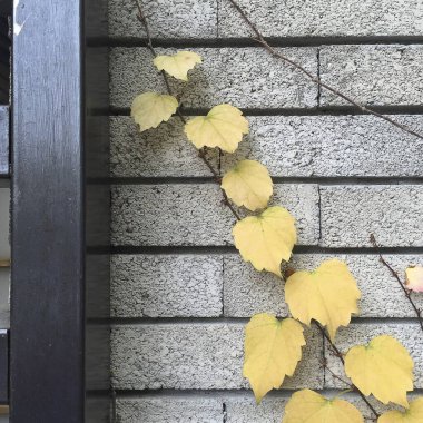 Sonbahar yaprakları duvarda