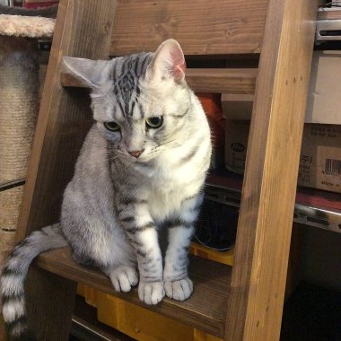 Kedi yerde oturuyor.