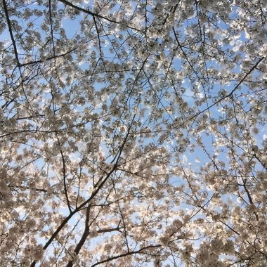 Bahçede güzel bahar çiçekleri