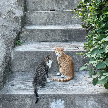 Taş basamaklarda iki kedi. Merdivenlerdeki kediler