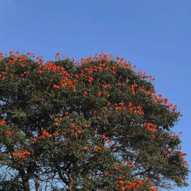 Doğadaki ağaç, bitki ve hayvan.