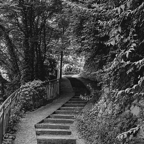 Parktaki köprünün siyah beyaz fotoğrafı.