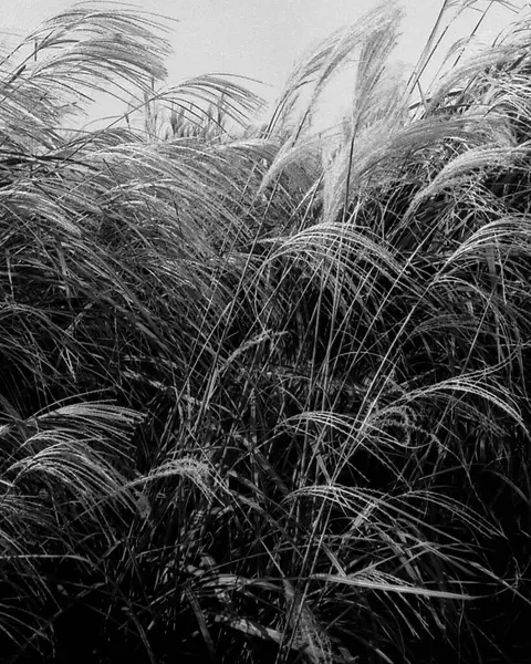 Doğal manzaranın güzel manzarası