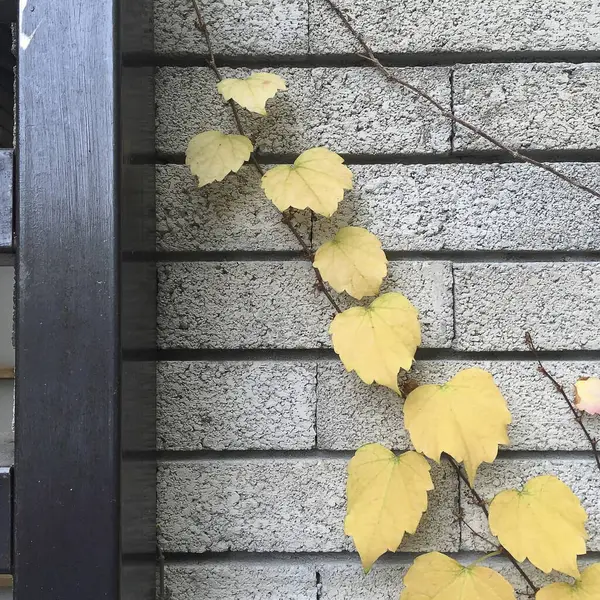 Sonbahar yaprakları duvarda