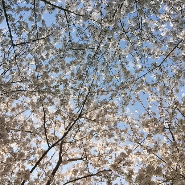 Bahçede güzel bahar çiçekleri