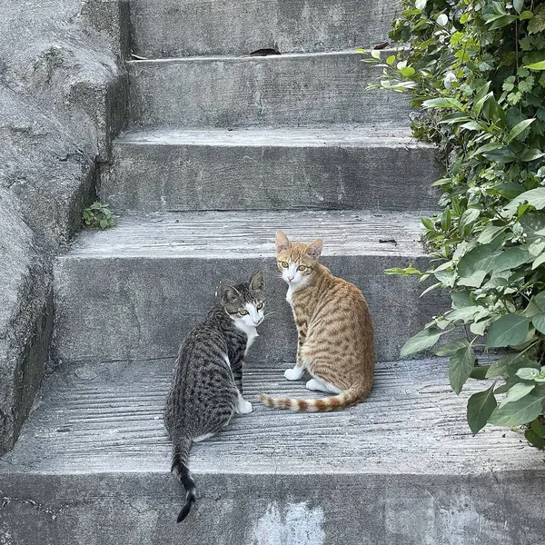Taş basamaklarda iki kedi. Merdivenlerdeki kediler